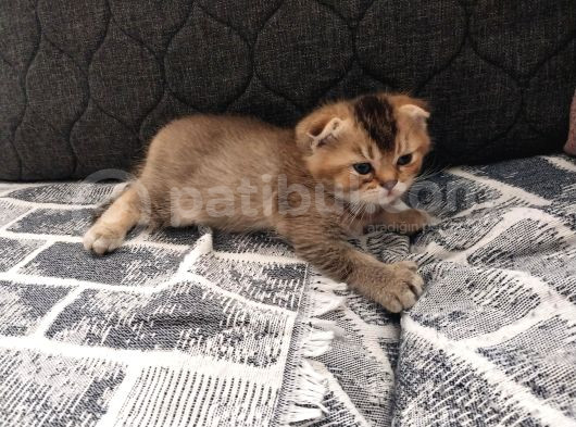 British Shorthair Rezerve görsel