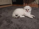 British Shorthair rezerve