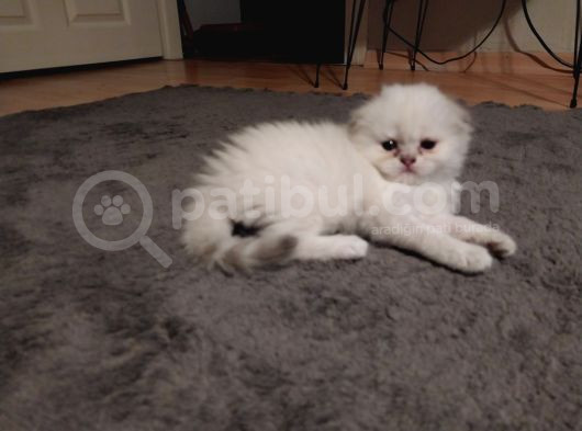 British Shorthair Rezerve