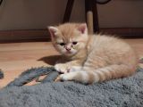 British Shorthair Rezerve