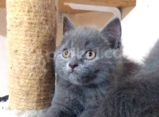 Orji̇nal Bri̇ti̇sh Yavrular görsel