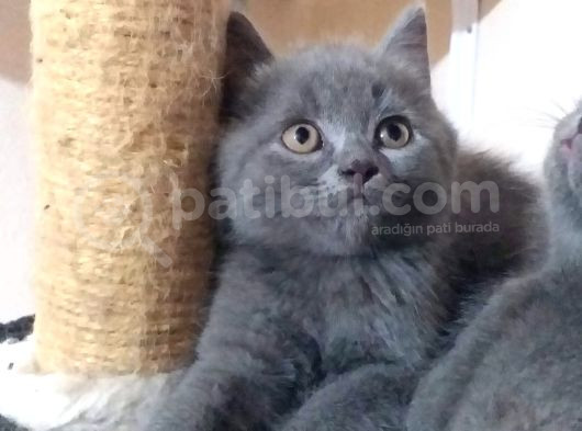 Orji̇nal Bri̇ti̇sh Yavrular görsel