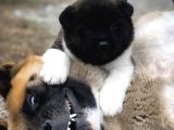 Amerikan Akita Panda gibi Hastasına özel