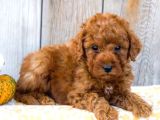 Maltipo Cinsi Yavrular Kahve Tonlu Mini Boy Puppy 