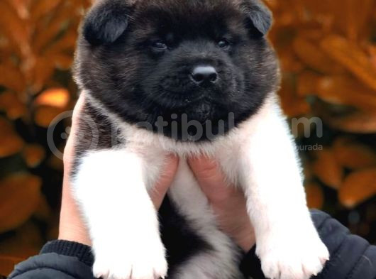 Amerikan Akita Panda Gibi Hastasına Özel görsel