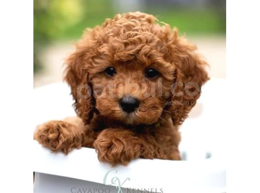Mini Boy Puppy Kıpkırmızı Red Tooy Poodle  görsel