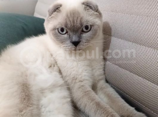 Di̇şi̇ Saki̇n Uysal Oyuncu Kizimiz Sahi̇bi̇ni̇ Bekli̇yor görsel