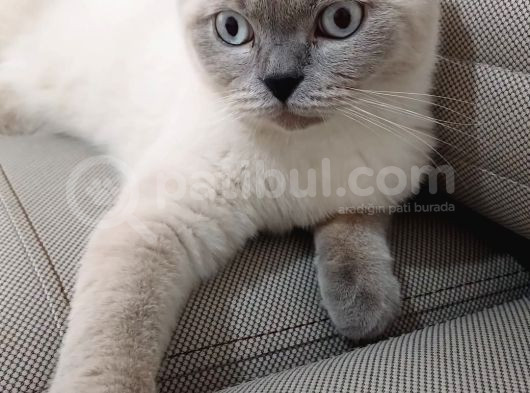 Di̇şi̇ Saki̇n Uysal Oyuncu Kizimiz Sahi̇bi̇ni̇ Bekli̇yor görsel