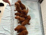 En Küçük Boy Orjinal Toy Poodle Yavrum