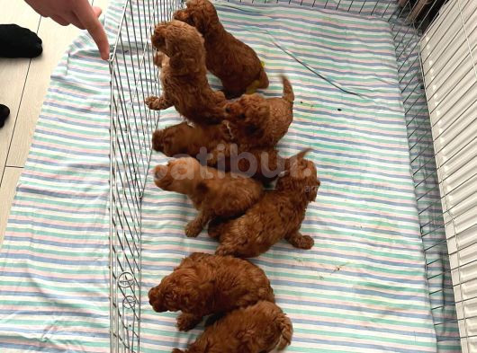 En Küçük Boy Orjinal Toy Poodle Yavrum görsel