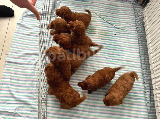En Küçük Boy Orjinal Toy Poodle Yavrum