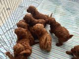En Küçük Boy Orjinal Toy Poodle Yavrum