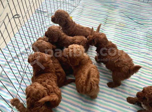En Küçük Boy Orjinal Toy Poodle Yavrum görsel