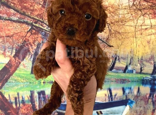 Kg Garantili Toy Poodle Bebeklerim Pet Eğitimli