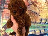 Kg Garantili Toy Poodle Bebeklerim Pet Eğitimli