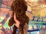 Kg Garantili Toy Poodle Bebeklerim Pet Eğitimli