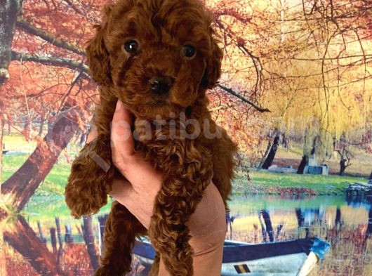 Kg Garantili Toy Poodle Bebeklerim Pet Eğitimli görsel