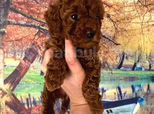 Kg Garantili Toy Poodle Bebeklerim Pet Eğitimli görsel