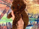 Kg Garantili Toy Poodle Bebeklerim Pet Eğitimli