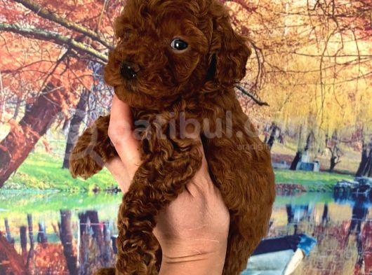Kg Garantili Toy Poodle Bebeklerim Pet Eğitimli görsel