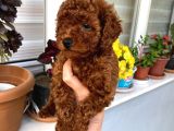 Toy Boy Poodle Miniklerim Herşeyiyle Garantilidir