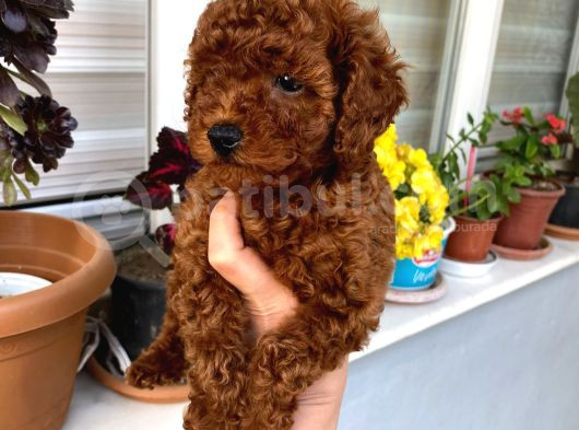 Toy Boy Poodle Miniklerim Herşeyiyle Garantilidir görsel