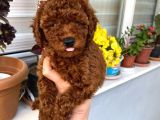 Toy Boy Poodle Miniklerim Herşeyiyle Garantilidir