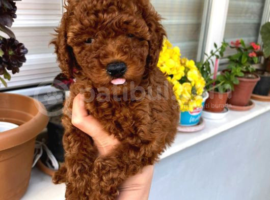 Toy Boy Poodle Miniklerim Herşeyiyle Garantilidir görsel