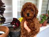 Toy Boy Poodle Miniklerim Herşeyiyle Garantilidir