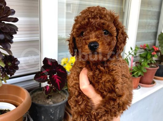 Toy Boy Poodle Miniklerim Herşeyiyle Garantilidir görsel