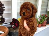 Toy Boy Poodle Miniklerim Herşeyiyle Garantilidir