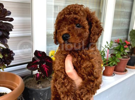 Toy Boy Poodle Miniklerim Herşeyiyle Garantilidir görsel