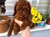 Toy Boy Poodle Miniklerim Herşeyiyle Garantilidir