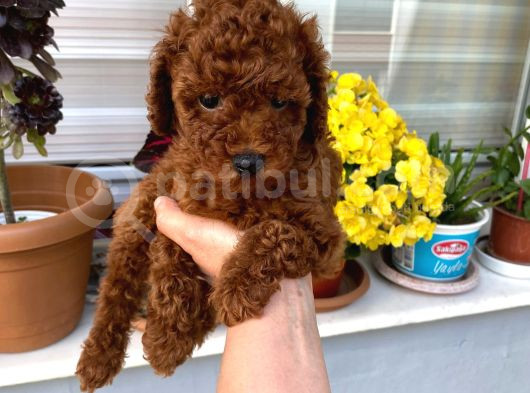 Toy Boy Poodle Miniklerim Herşeyiyle Garantilidir görsel