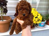 Toy Boy Poodle Miniklerim Herşeyiyle Garantilidir