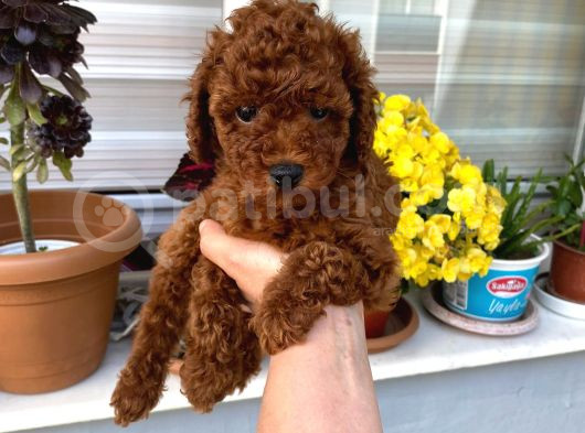 Toy Boy Poodle Miniklerim Herşeyiyle Garantilidir