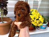 Toy Boy Poodle Miniklerim Herşeyiyle Garantilidir