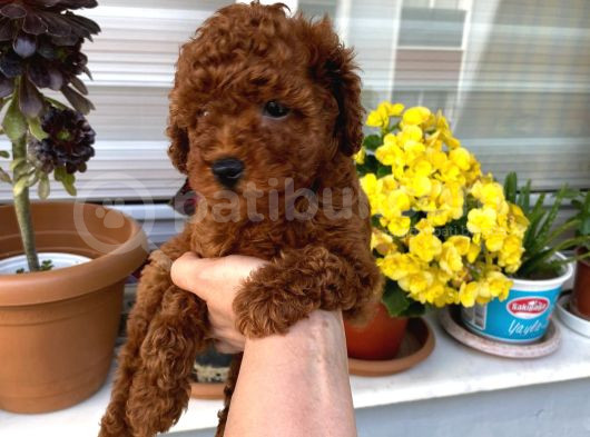 Toy Boy Poodle Miniklerim Herşeyiyle Garantilidir görsel