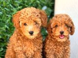 Maltipo Cinsi Yavrular Dişi Erkek Mevcuttur 