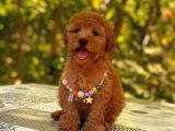 Kıpkırmızı Red Tooy Poodle Sevimli Yavrular 