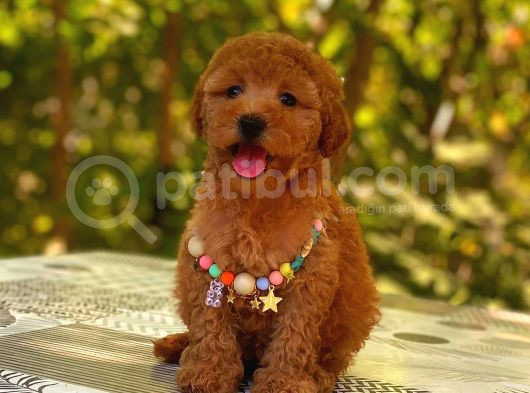 Kıpkırmızı Red Tooy Poodle Sevimli Yavrular  görsel