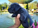 Kaliteli Abkc Scrli Exotic Bully Yavrularımız
