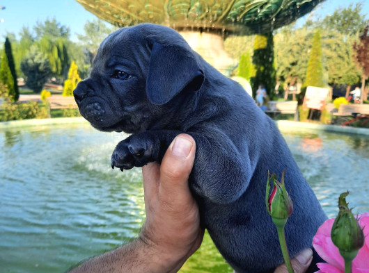 Kaliteli Abkc Scrli Exotic Bully Yavrularımız görsel