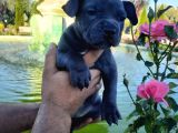 Kaliteli Abkc Scrli Exotic Bully Yavrularımız