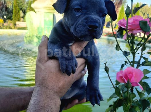 Kaliteli Abkc Scrli Exotic Bully Yavrularımız görsel