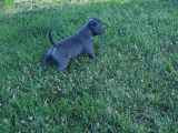 Kaliteli Abkc Scrli Exotic Bully Yavrularımız