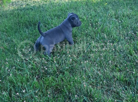 Kaliteli Abkc Scrli Exotic Bully Yavrularımız görsel