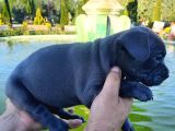 Kaliteli abkc scrli Exotic Bully yavrularımız