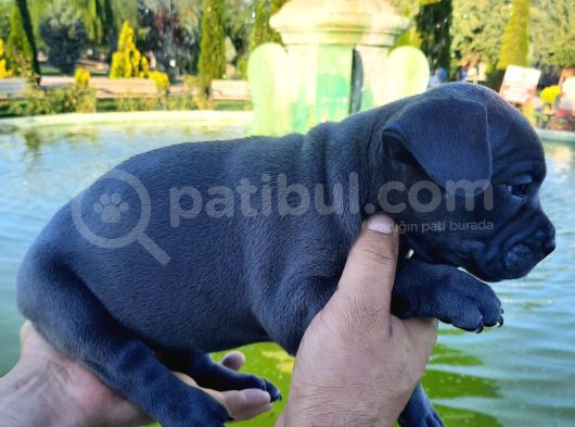 Kaliteli Abkc Scrli Exotic Bully Yavrularımız