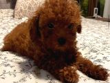 Evinizin neşesi toy poodle yavrularımız mevcut
